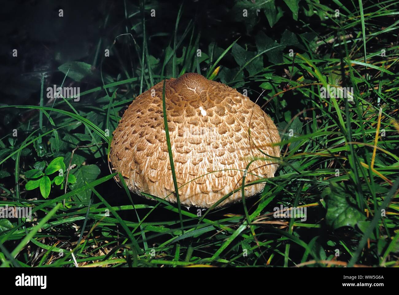 Macrolepiota procera, the parasol mushroom. It is a highly sought after and popular mushroom in Europe for its versatility in the kitchen Stock Photo