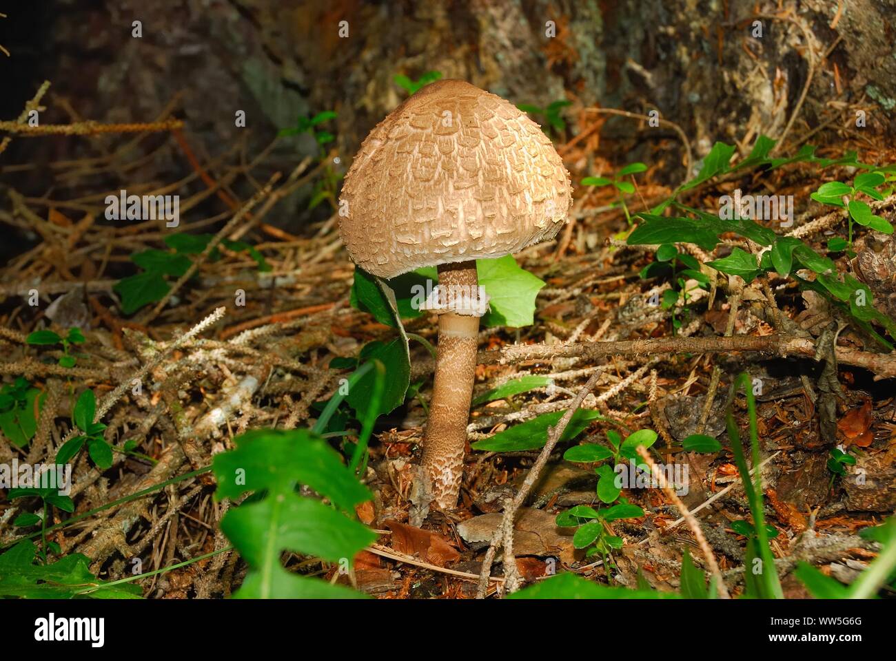 Macrolepiota procera, the parasol mushroom. It is a highly sought after and popular mushroom in Europe for its versatility in the kitchen Stock Photo