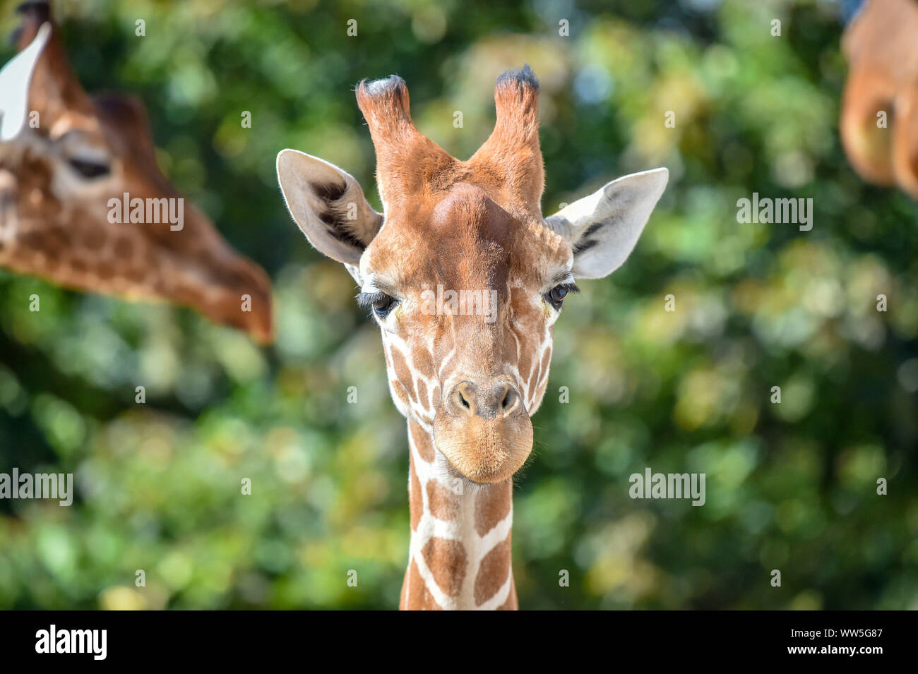 Tico, the 20 month old reticulated giraffe settles into his enclosure at Wild Place Project after transferring from an attraction in Copenhagen, joining fellow giraffes Tom and Dayo in their 1.8-acre exhibit in South Gloucestershire. Stock Photo