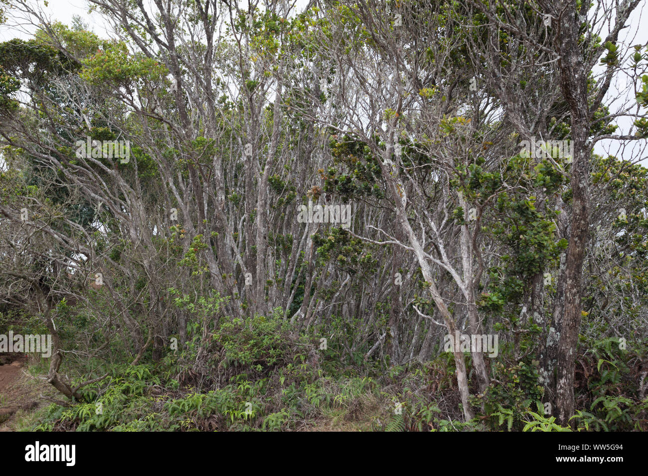 Hawaii rain forest hi-res stock photography and images - Alamy