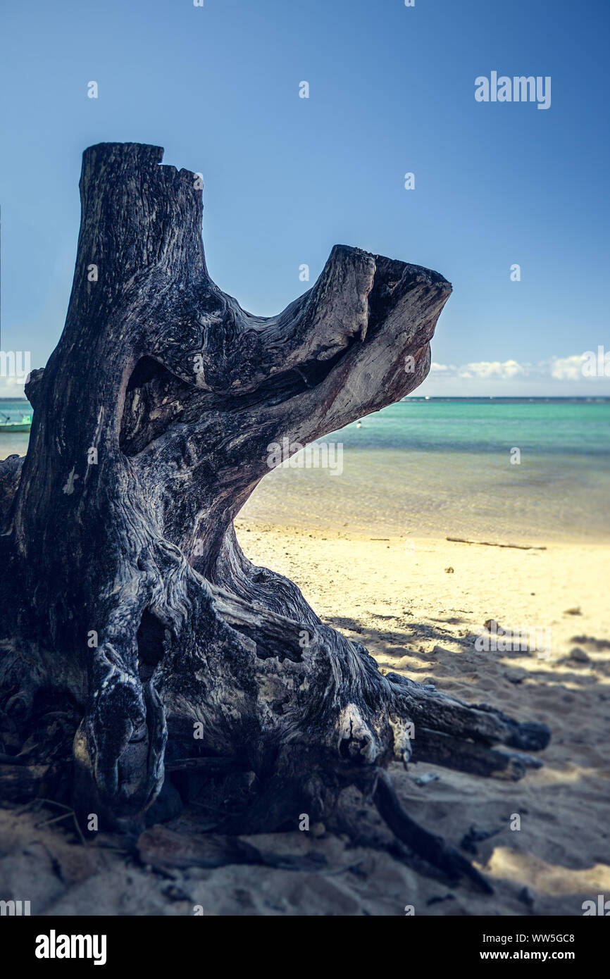 Driftwood on lonesome beach, Kauai, Hawaii, USA Stock Photo Alamy