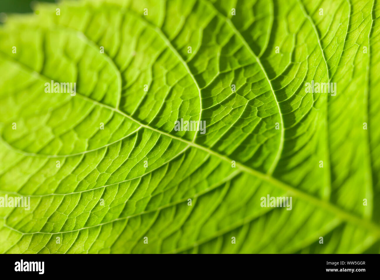 Young growing tobacco leaf detail macro Stock Photo