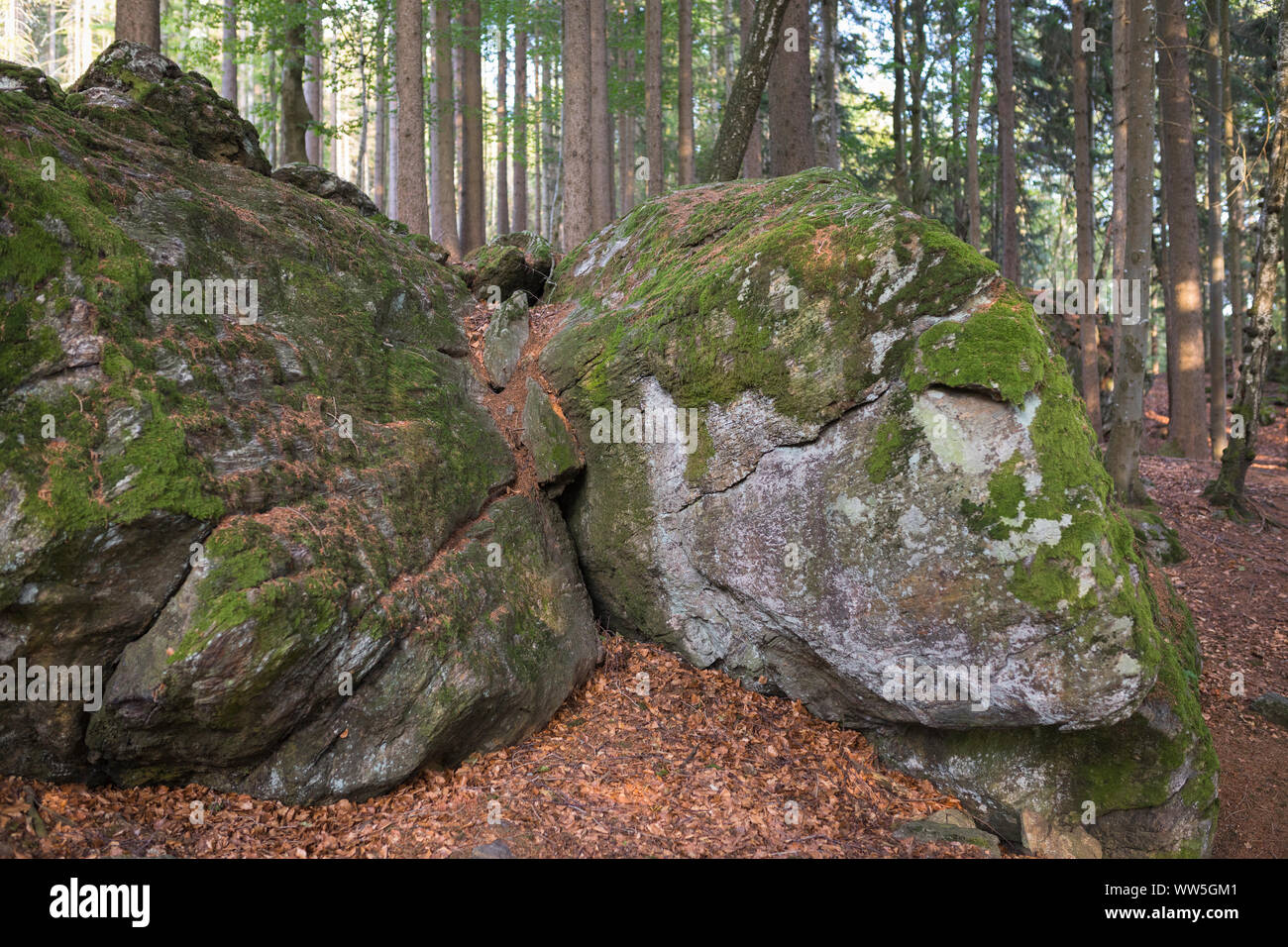 Rocks gathering moss in national park forest 'Bayerischer Wald', Bavaria, Germany Stock Photo
