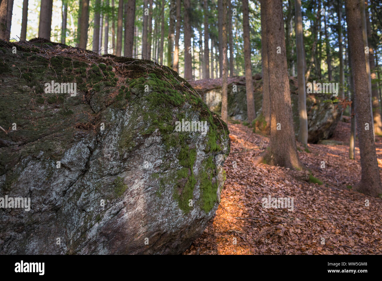Rock gathering moss in national park forest 'Bayerischer Wald', Bavaria, Germany Stock Photo