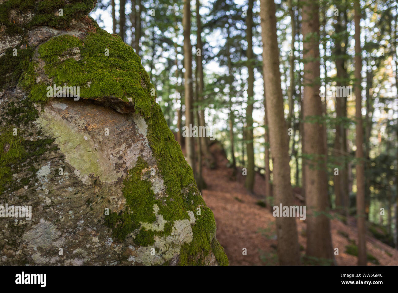 Rock gathering moss in forest 'Bayerischer Wald', Bavaria, Germany Stock Photo