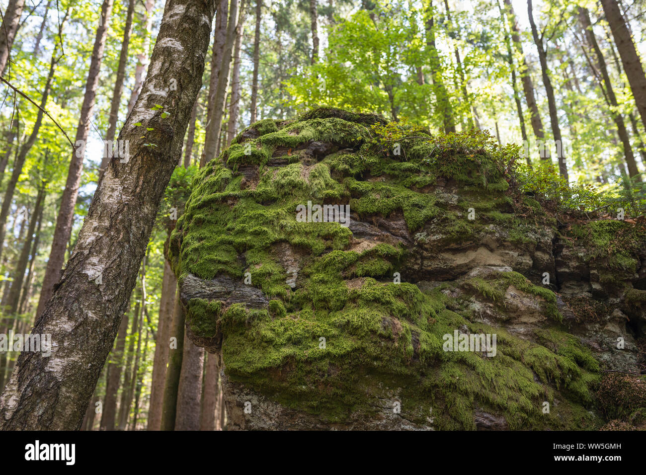 Rock gathering moss in national park forest 'Bayerischer Wald', Bavaria, Germany Stock Photo