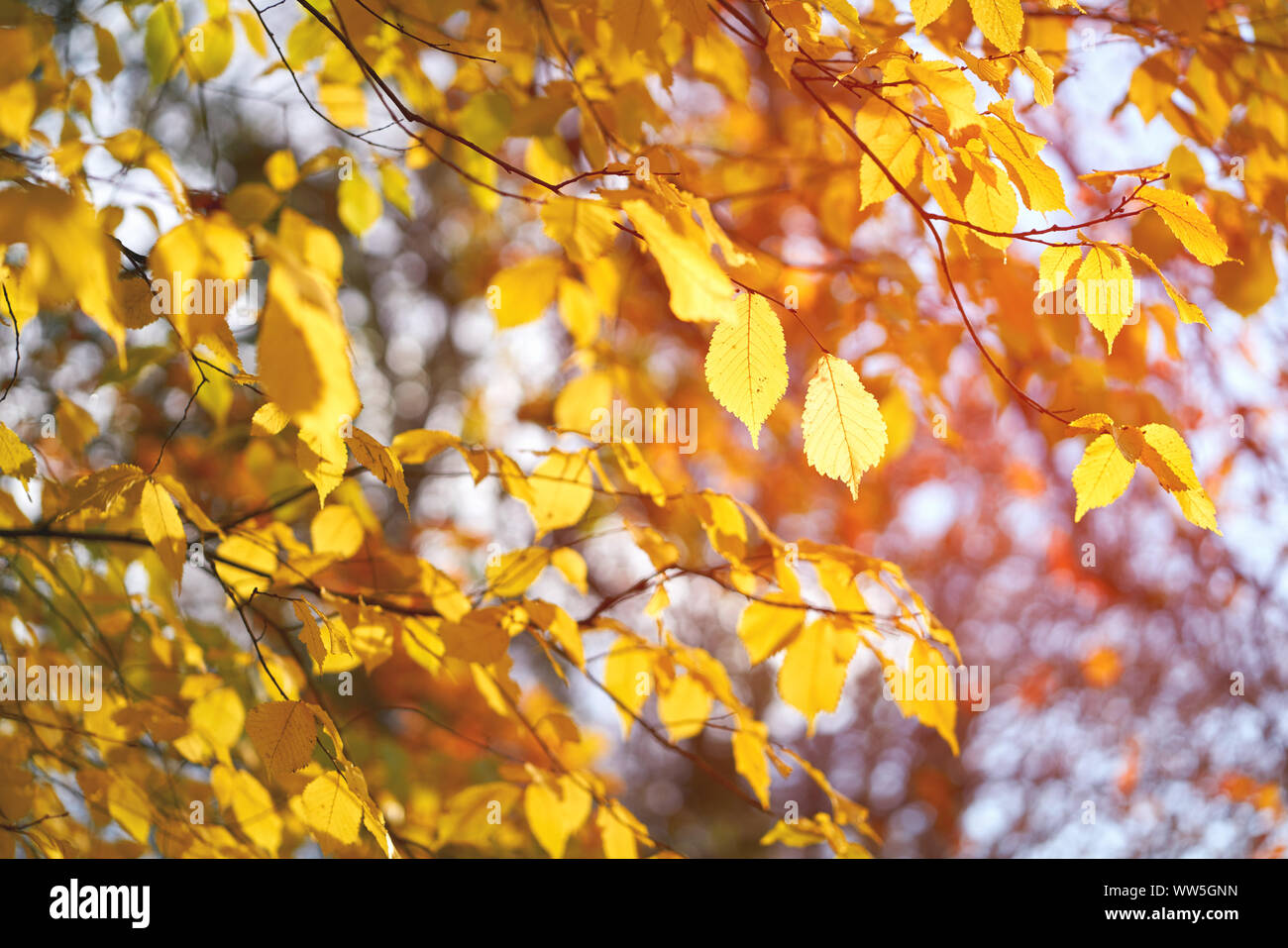 The red, orange and yellow colours of autumn leaves and trees on a sunny winters day Stock Photo ...