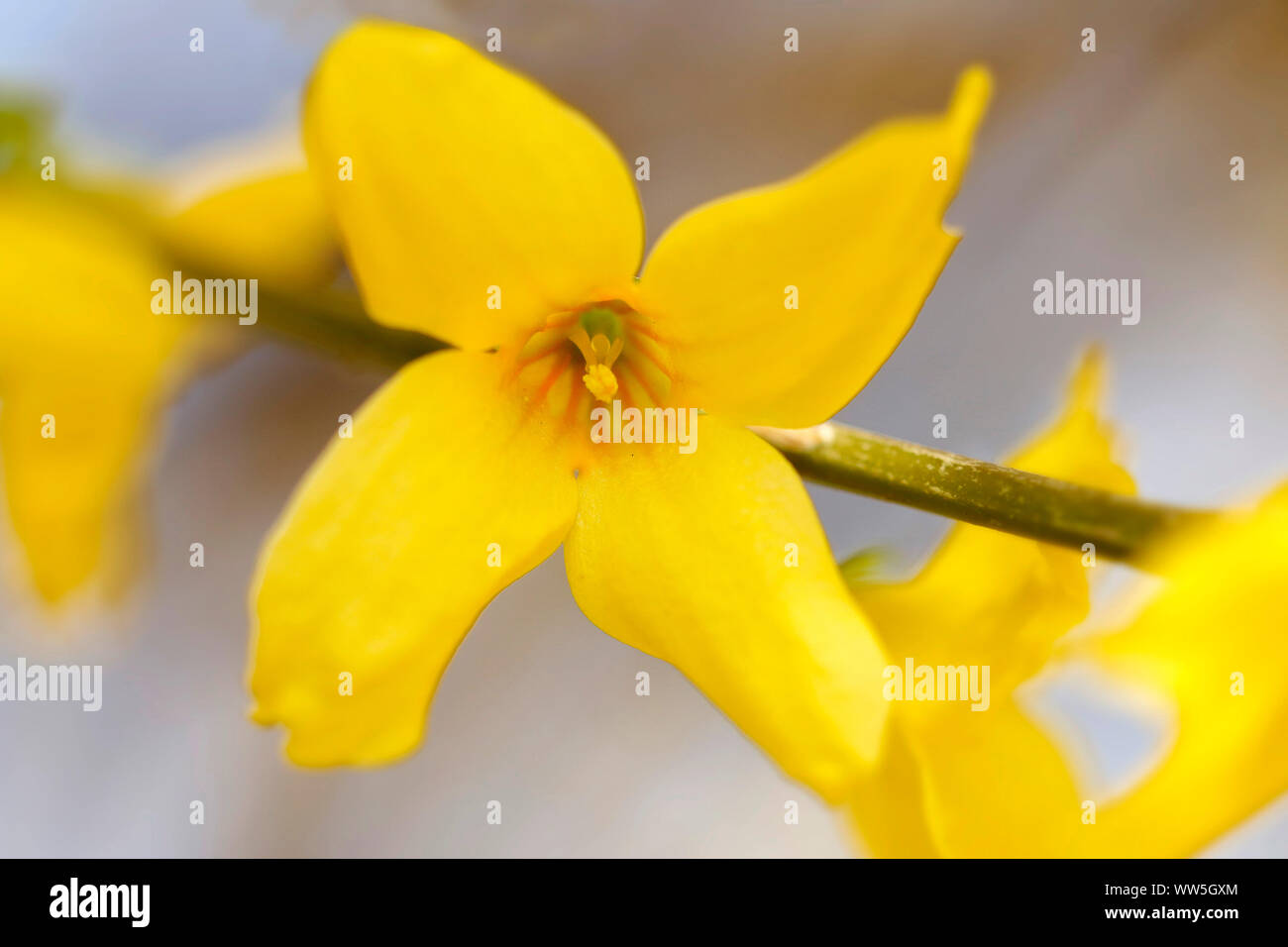 Forsythia blossom in spring Stock Photo