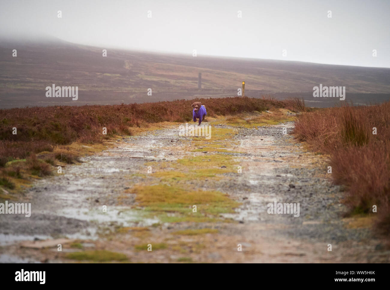A miniature poodle sprinting down a dirt track on a wet autumn, winters day in England, UK. Stock Photo