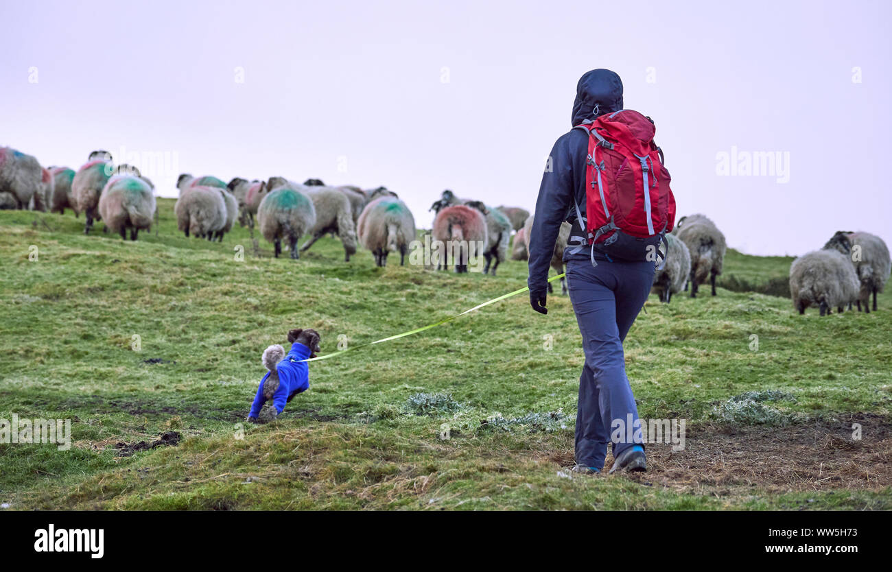 A hiker and their dog out walking on a lead to protect wildlife and animals in the English countryside, UK. Stock Photo