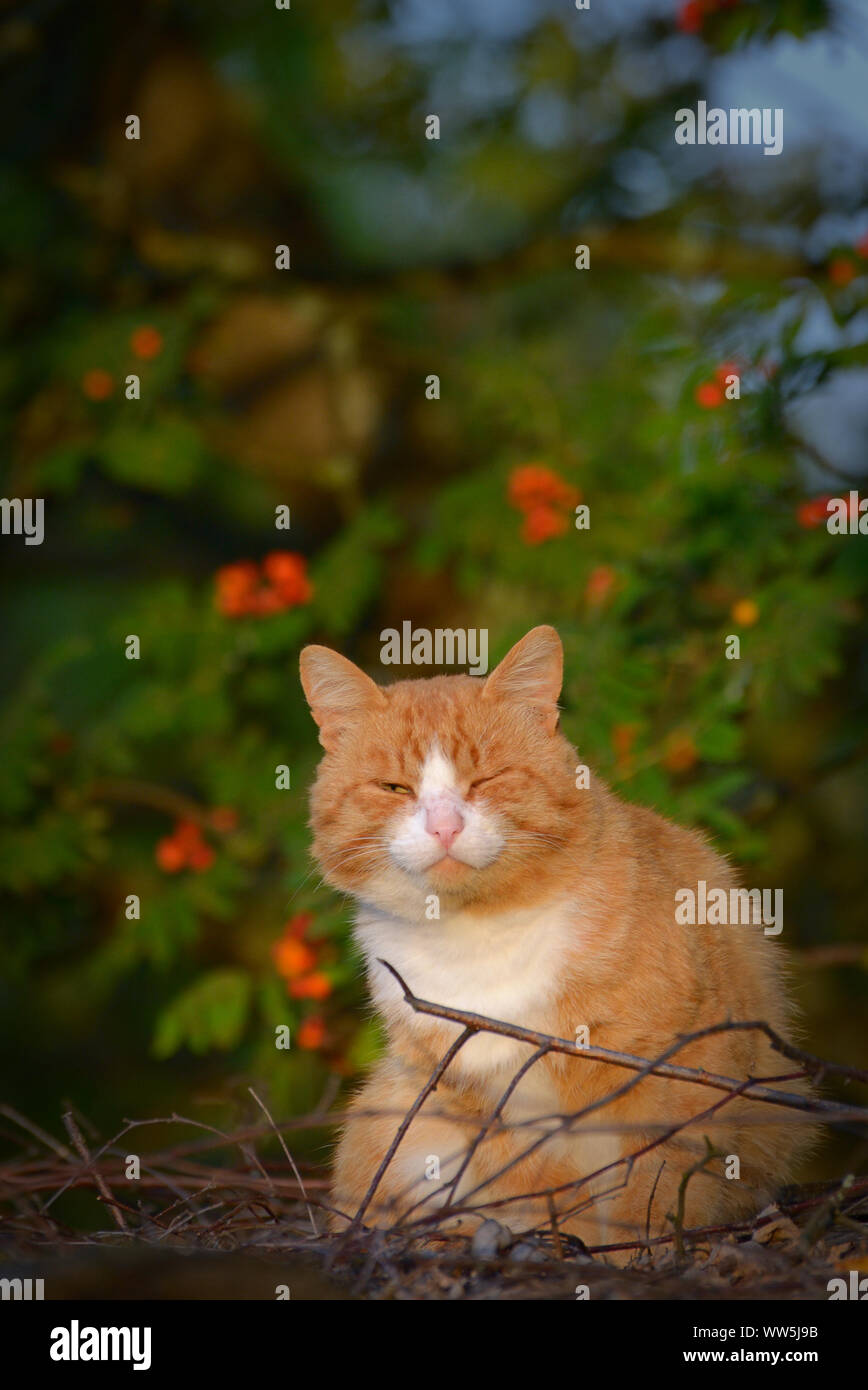 Funny red cat squints with one eye against the backdrop of rowan tree Stock Photo