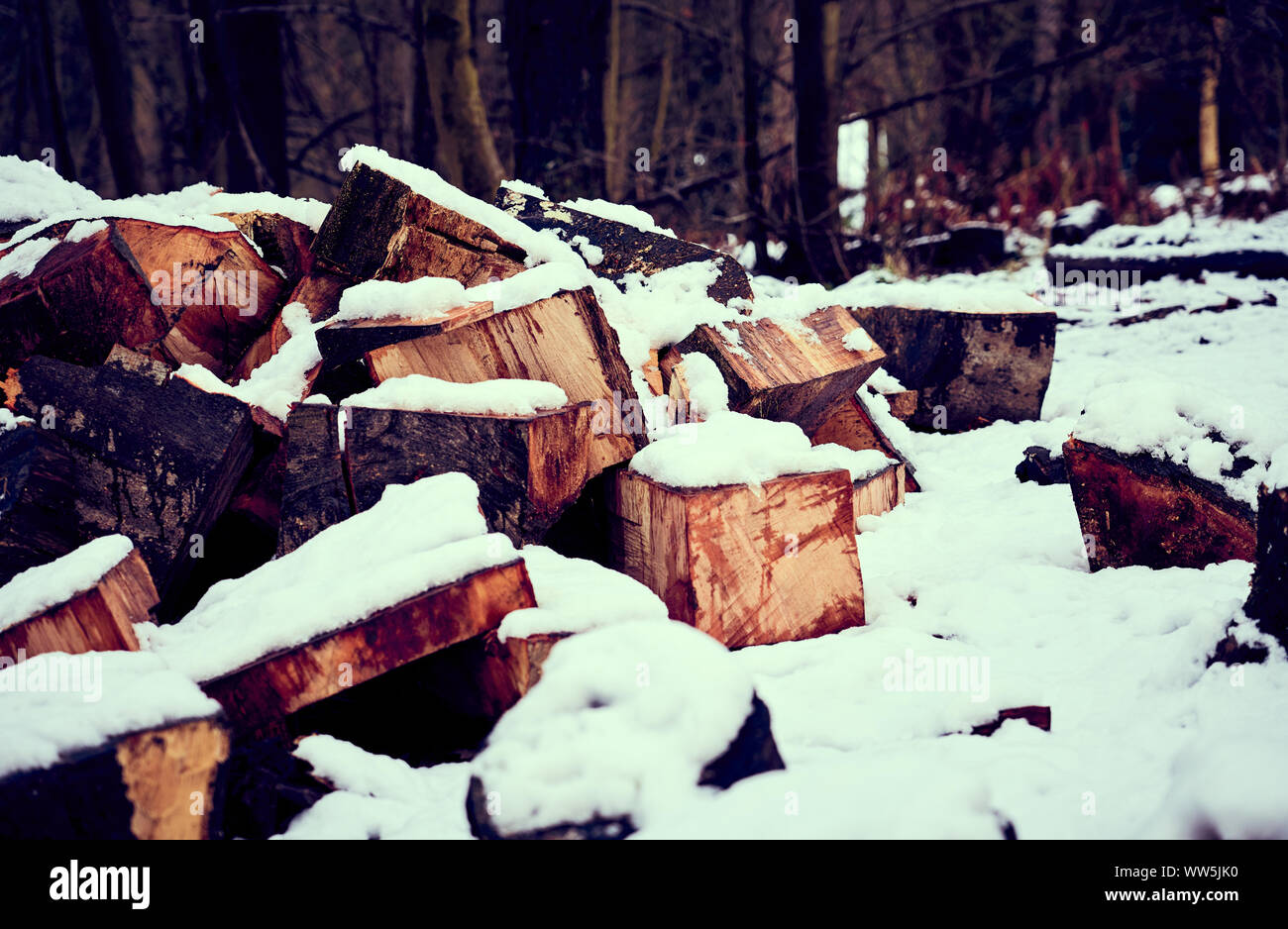 A woodland scene of chopped logs under a covering of snow at sunset. Stock Photo