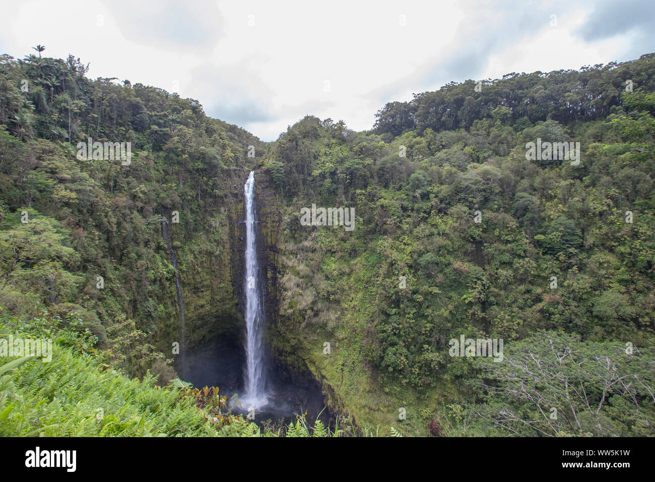 Hawaii big island rainforest hi-res stock photography and images - Alamy