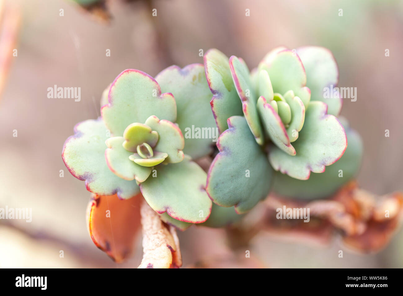 Maui Succulent High Resolution Stock Photography And Images Alamy