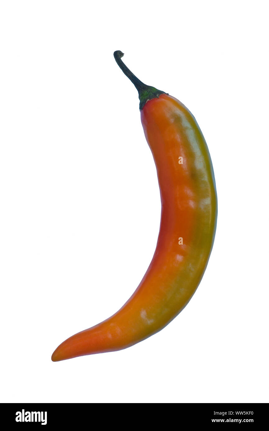 Chilli, Korean hot pepper, Capsicum annuum, Studio shot of single red and green coloured chilli. Stock Photo
