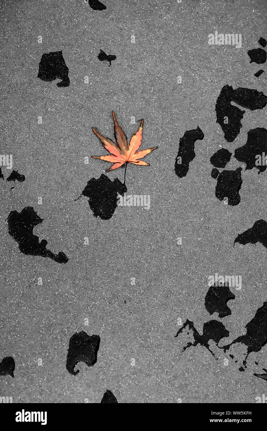 Close-up of a red fallen maple leaf on rainy granite Stock Photo