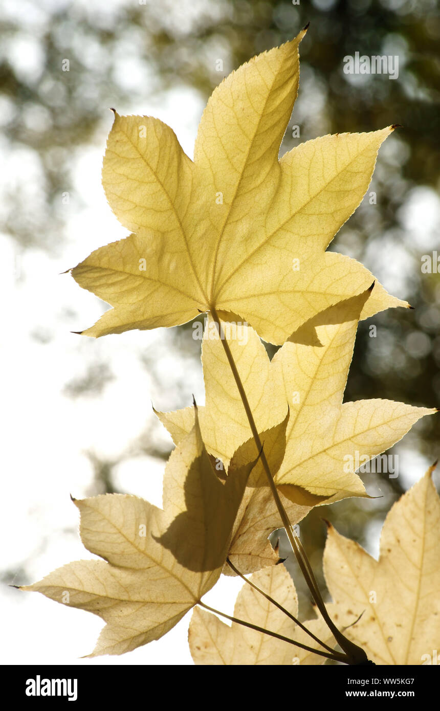 Photography of the yellow leaves of a castor aralia, Kalopanax septemlobus in autumn, Stock Photo
