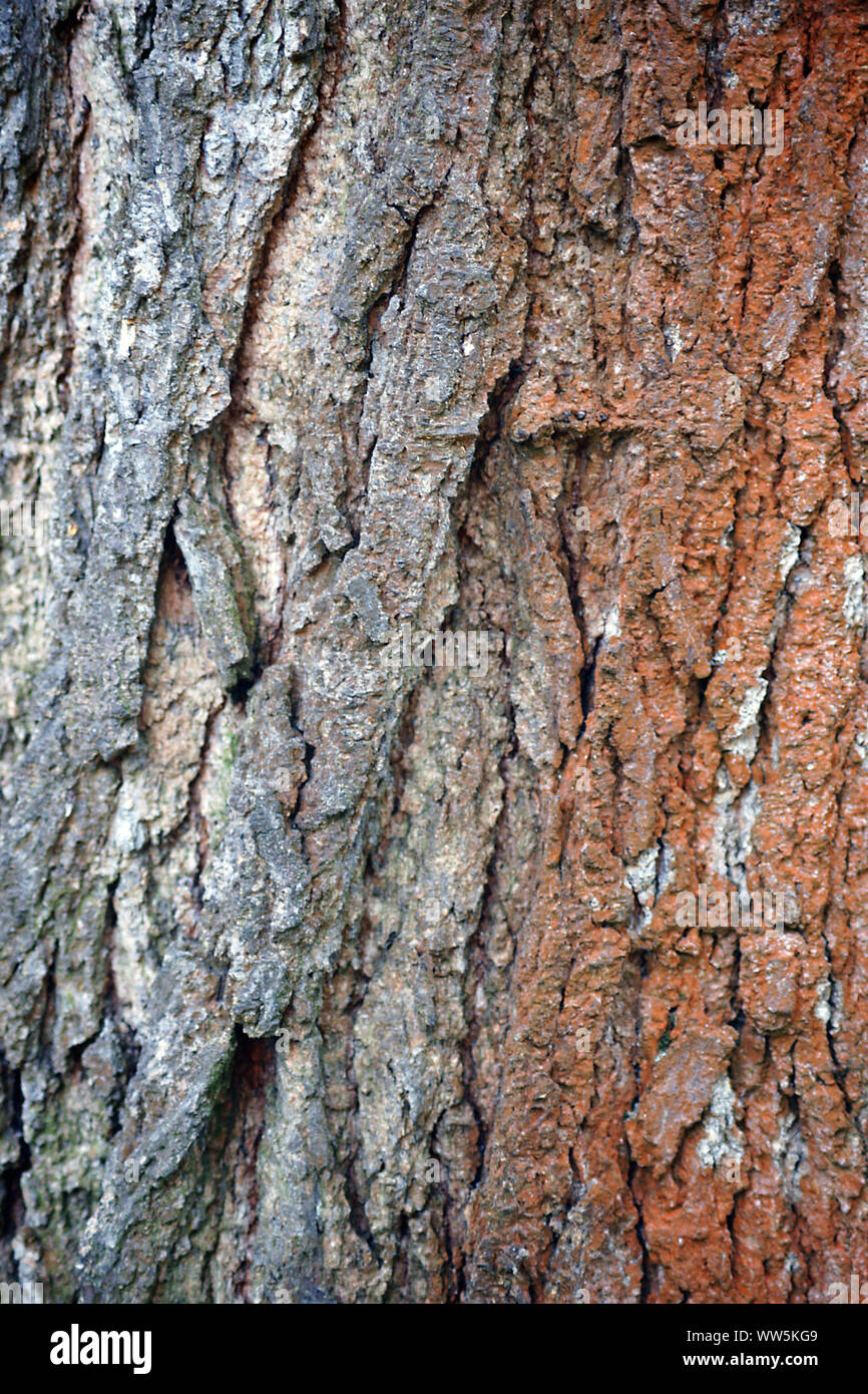 Close-up of the bark of the black walnut, Juglans nigra, Stock Photo