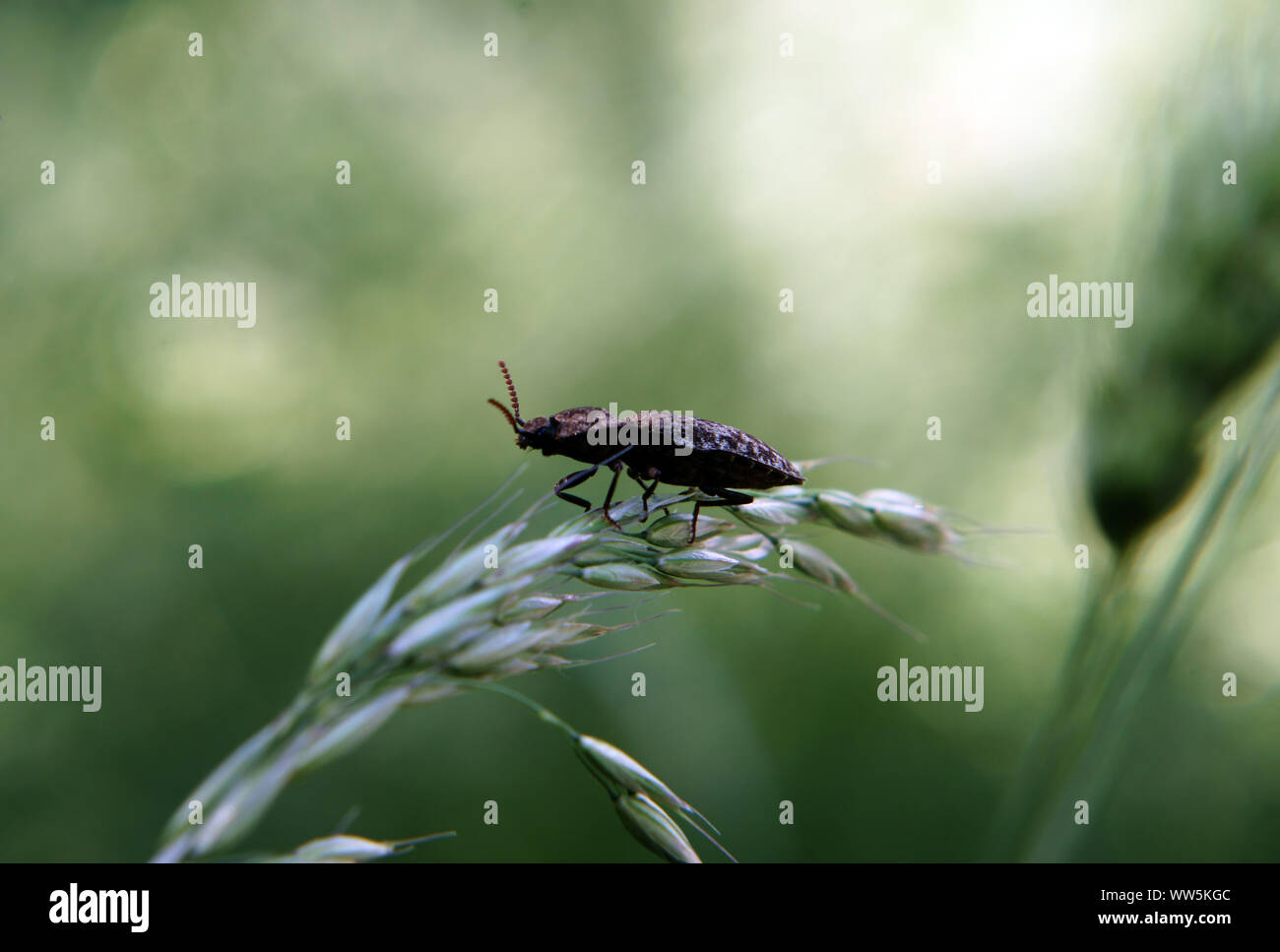 Photography of a click beetle, Agrypnus murinus, Stock Photo