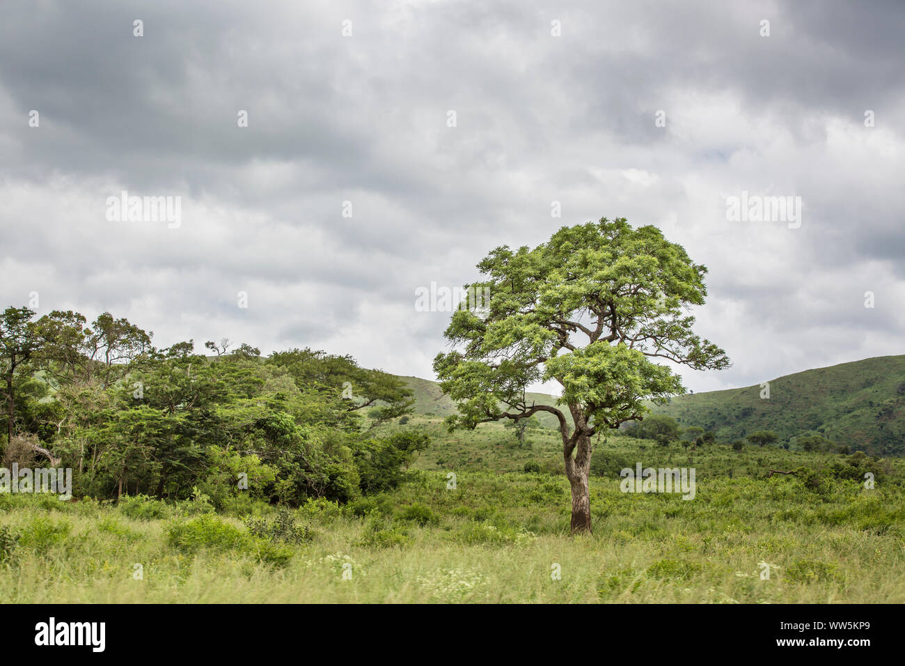 Kwazulu natal, South Africa Stock Photo - Alamy