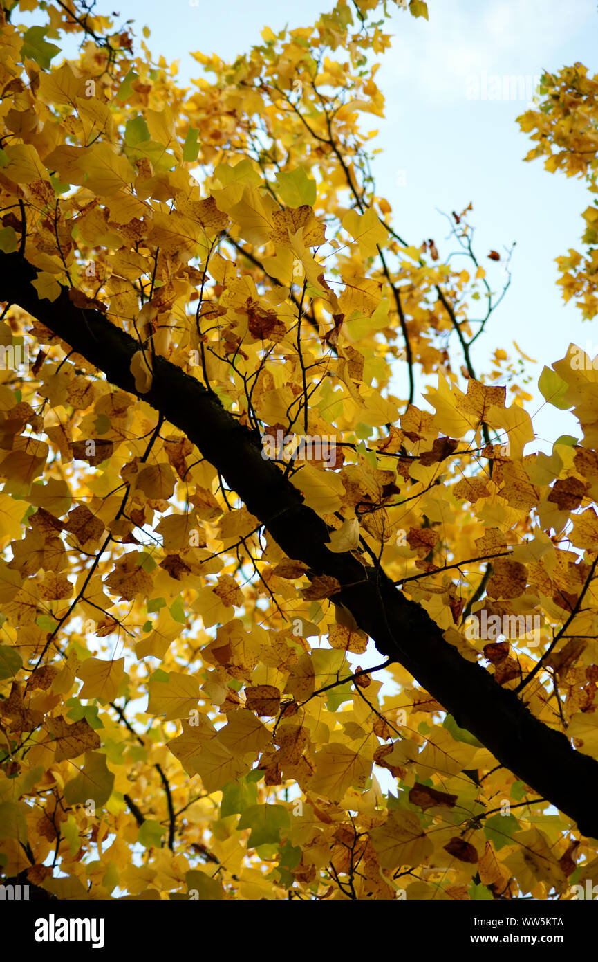 Close-up of the tree top of a tree in autumn, Stock Photo