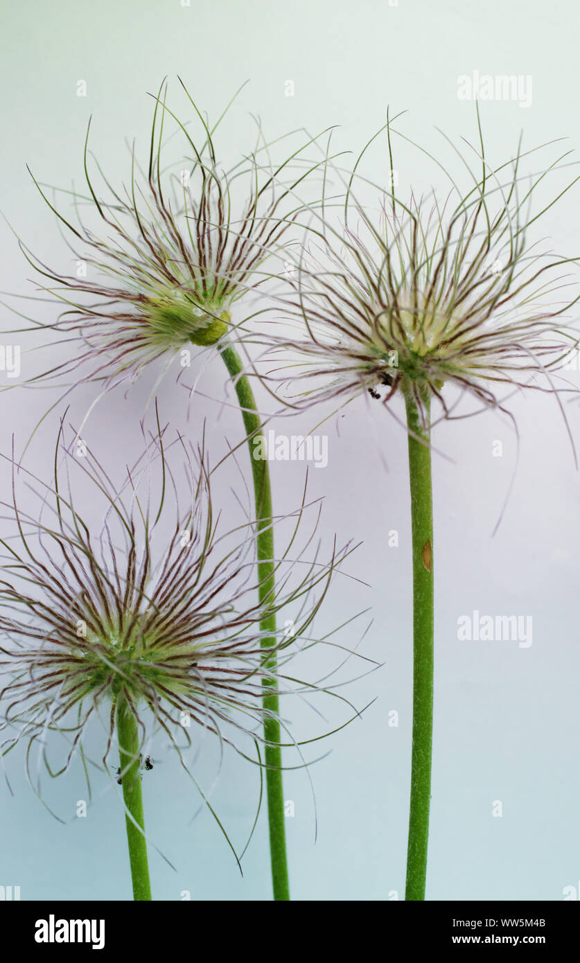 Close-up of the infructescence of the pasqueflower, Stock Photo
