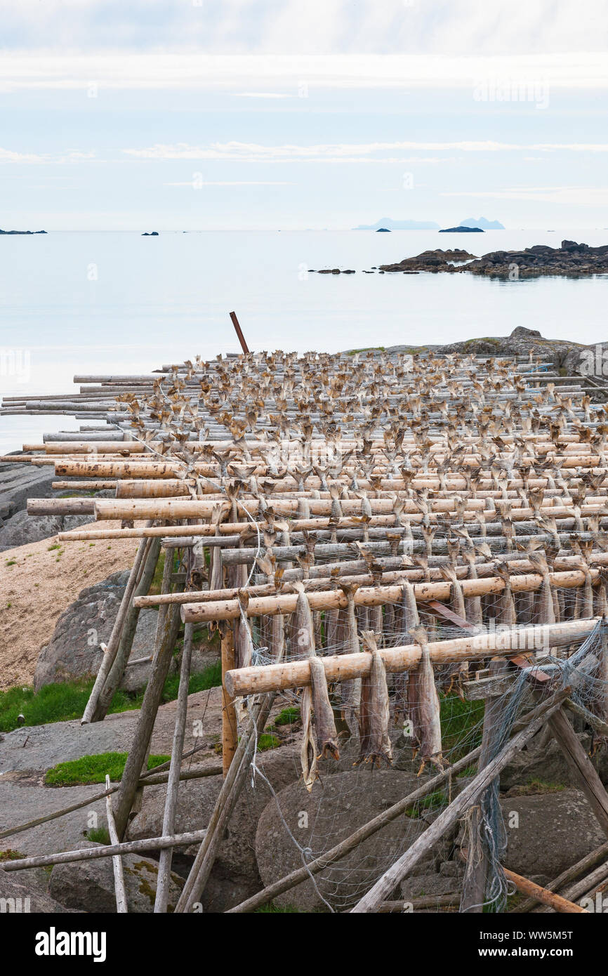 Stockfish on wooden rack hi-res stock photography and images - Alamy