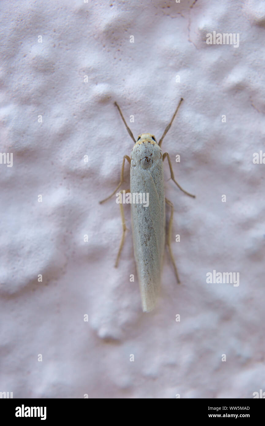 Macro close-up of a moth, footman, on a house facade, Stock Photo