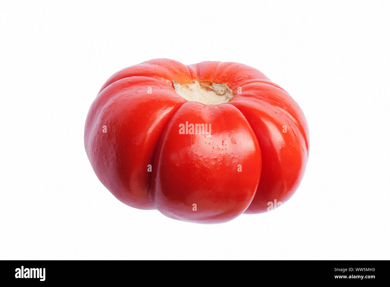 The Scarlet Eggplant Is A Fruiting Plant Of The Genus Solanum, Related To  The Tomato And Eggplant. Hand Drawing Of Vegetable. Vector Art  Illustration. Royalty Free SVG, Cliparts, Vectors, and Stock Illustration.