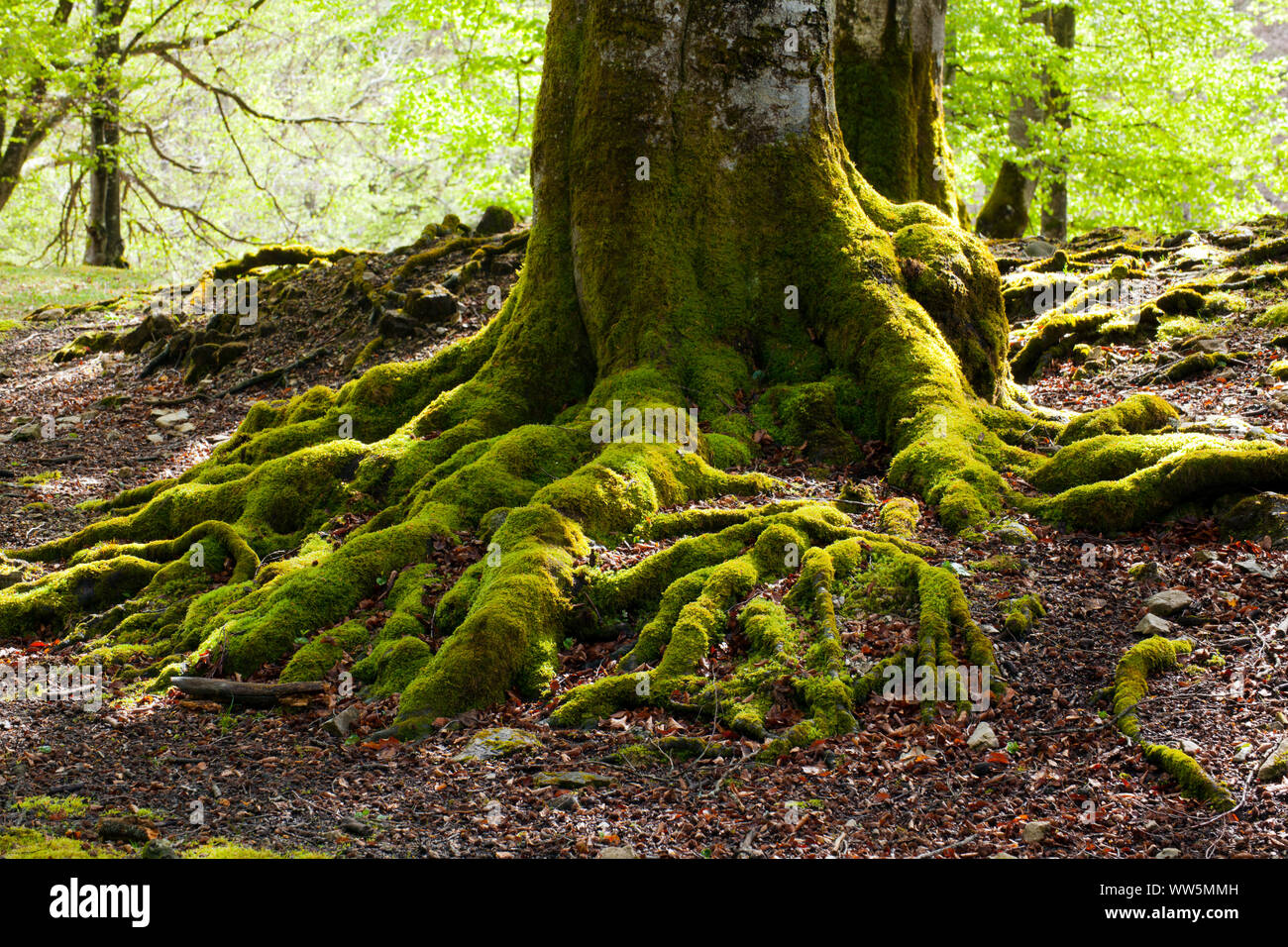 Root coating hires stock photography and images Alamy