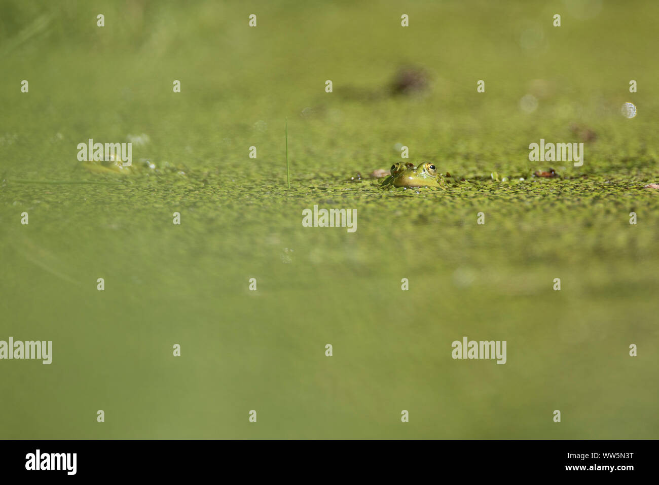 Green frog, frog, in pond with duckweeds Stock Photo