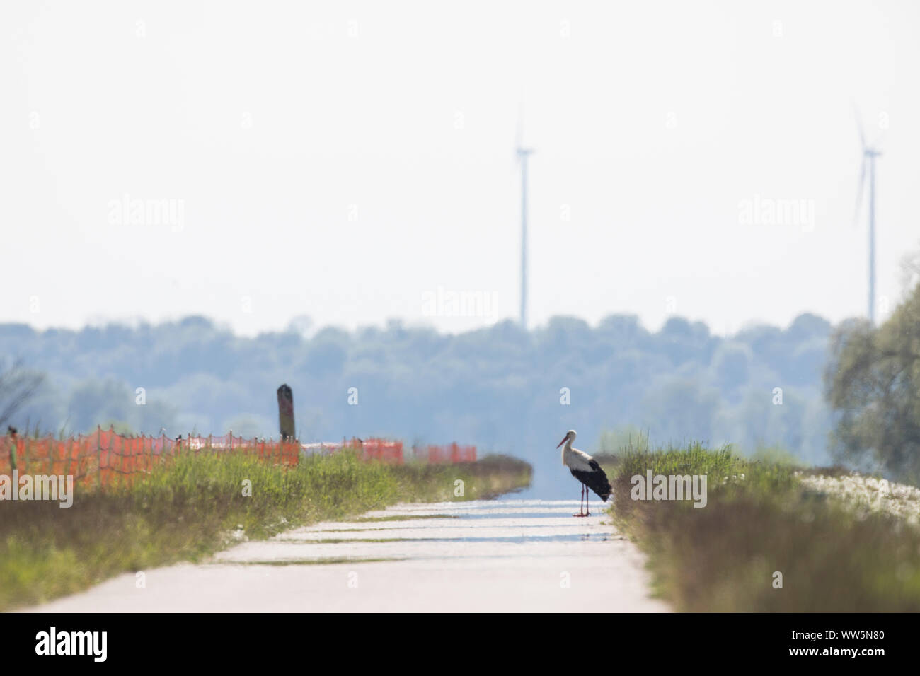 River Oder cycle path with stork Stock Photo - Alamy