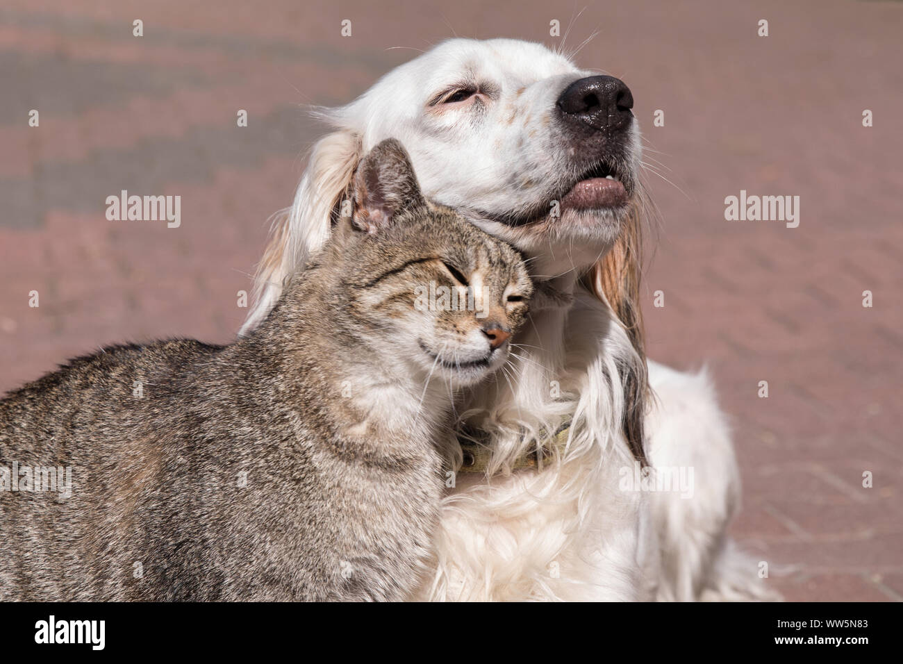 dog and cat playing together Stock Photo