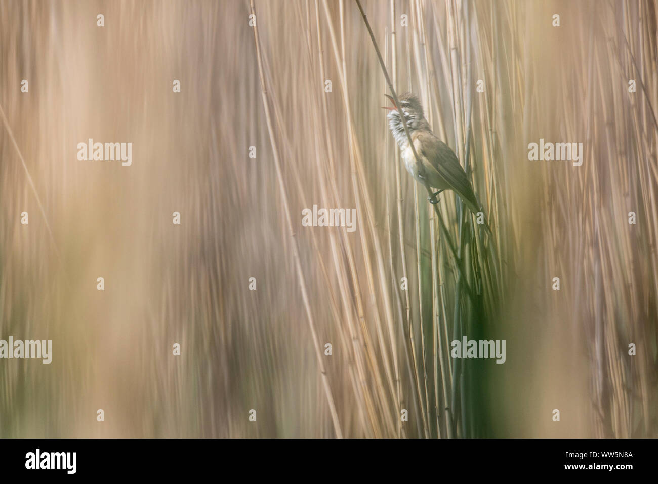 Reed warbler, Acrocephalus scirpaceus Stock Photo