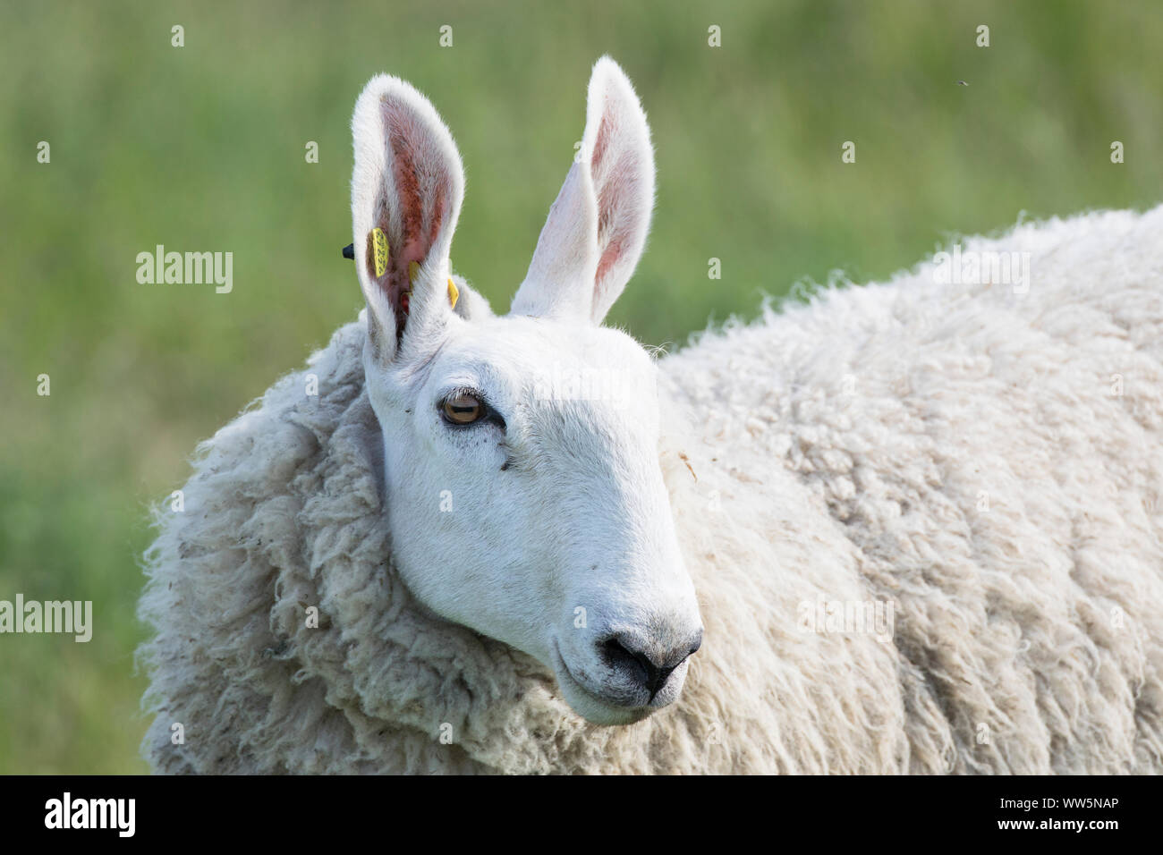 Sheep with hare's ears Stock Photo