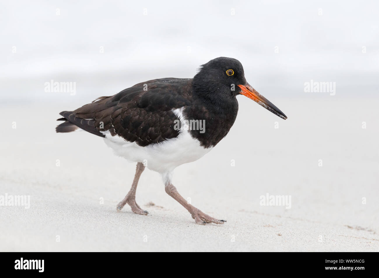 Magellanic Oystercatcher chick Stock Photo Alamy
