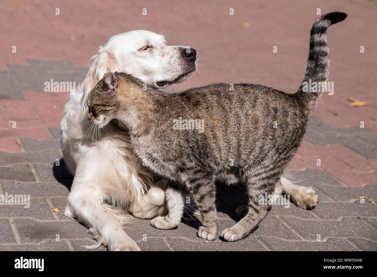 dog and cat playing together Stock Photo Alamy