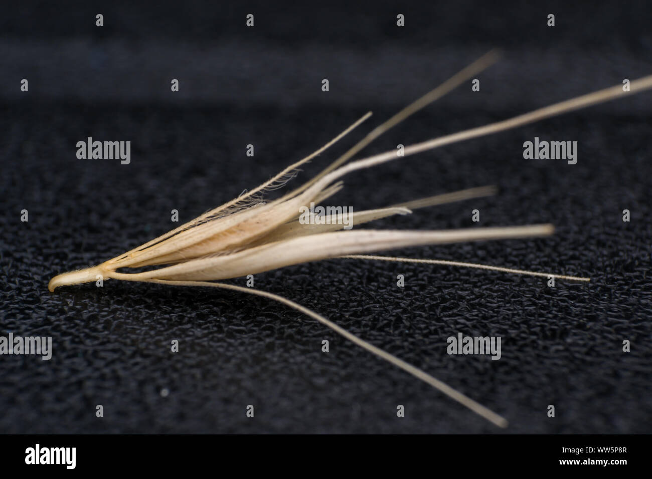 Macro photo of a tiny arrowheads of the foxtail grass. When a dog enters my consulting room shaking its head or licking its paw during the summer Stock Photo
