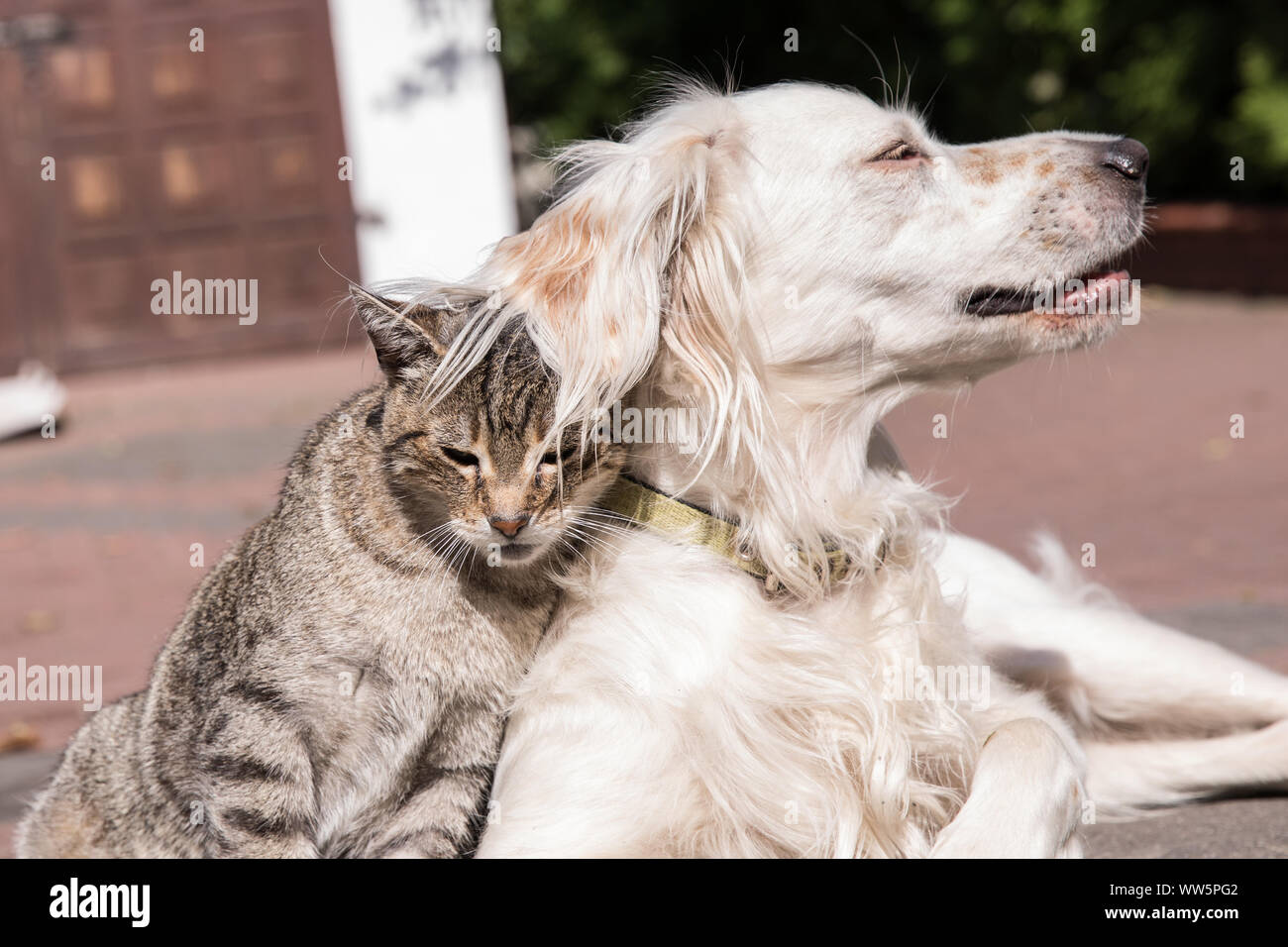 dog and cat playing together Stock Photo