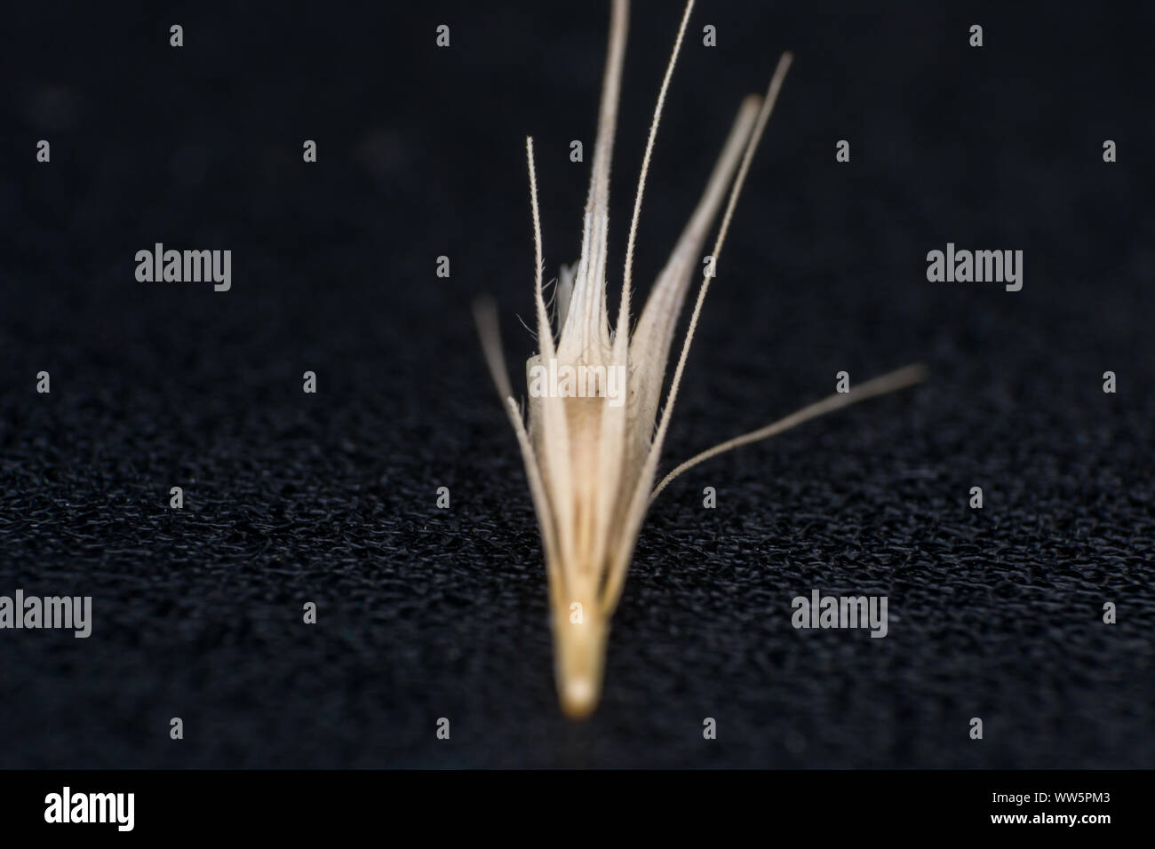 Dog grass seed paw hires stock photography and images Alamy