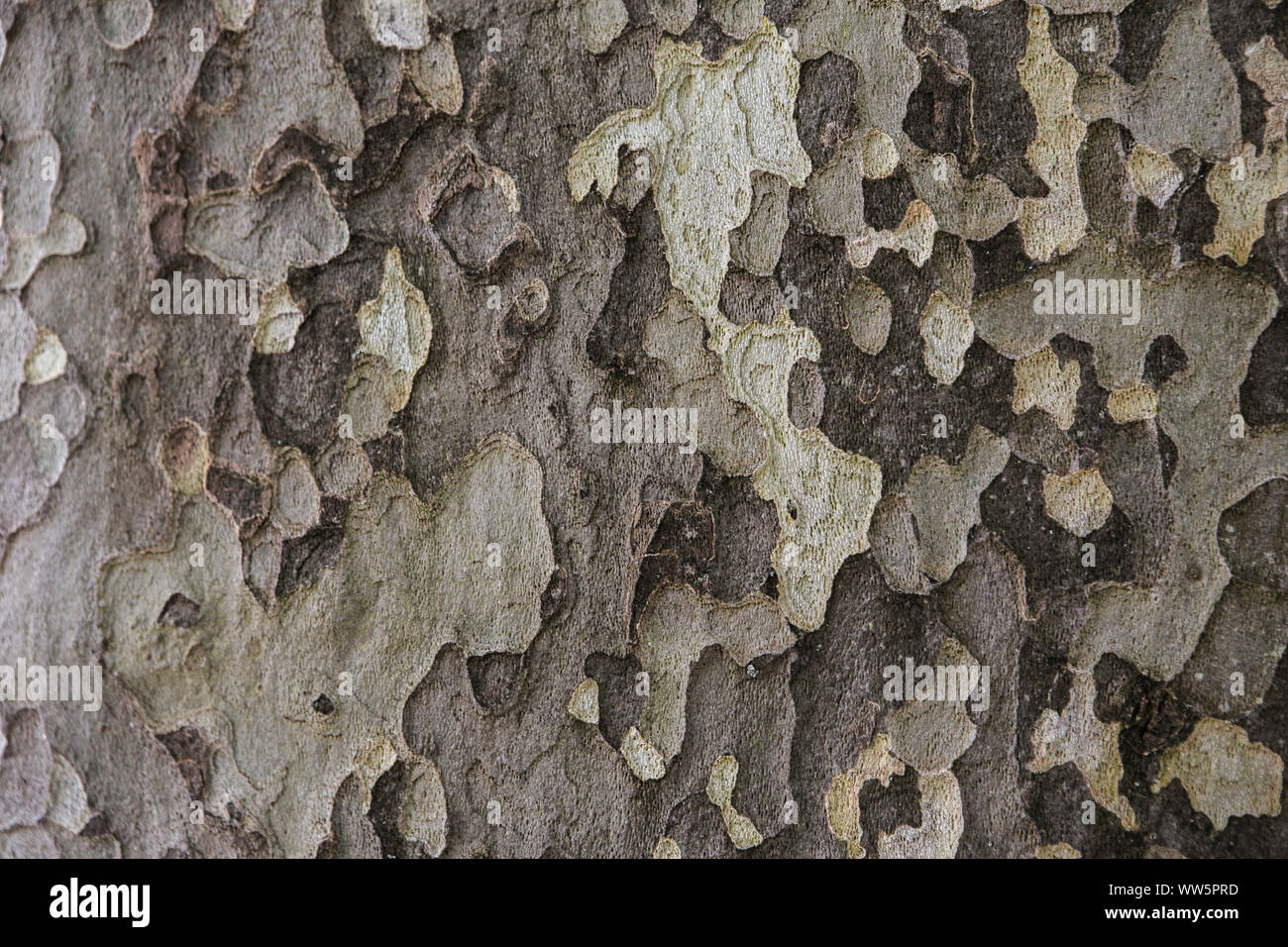 Plane tree bark Stock Photo Alamy