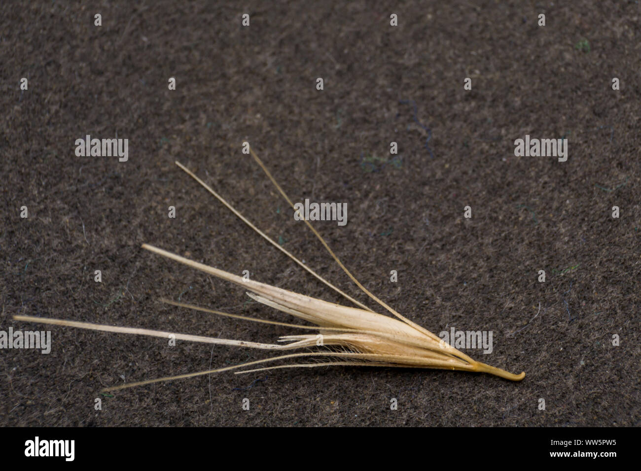 Dog grass seed paw hires stock photography and images Alamy