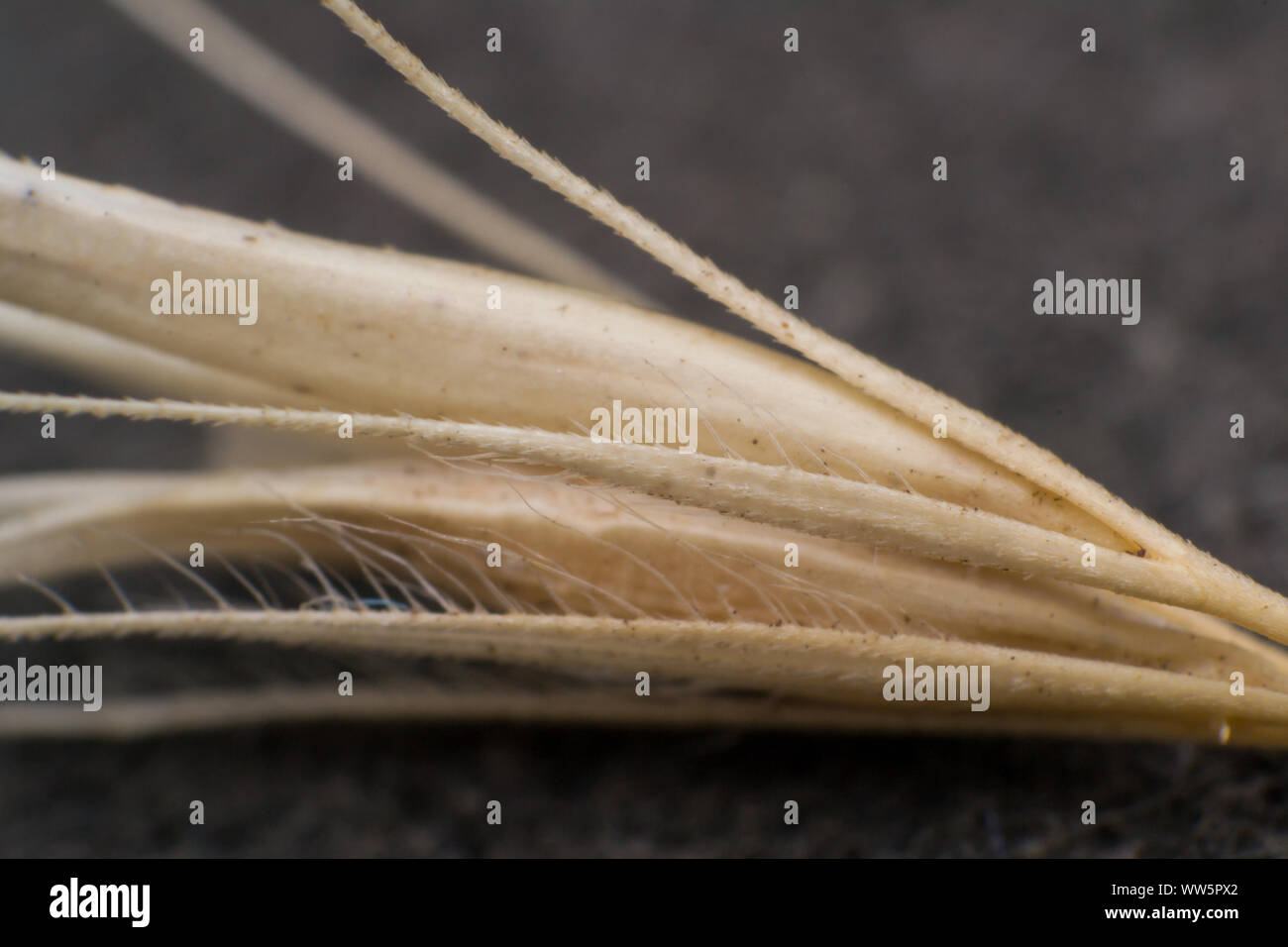 Dog grass seed paw hires stock photography and images Alamy