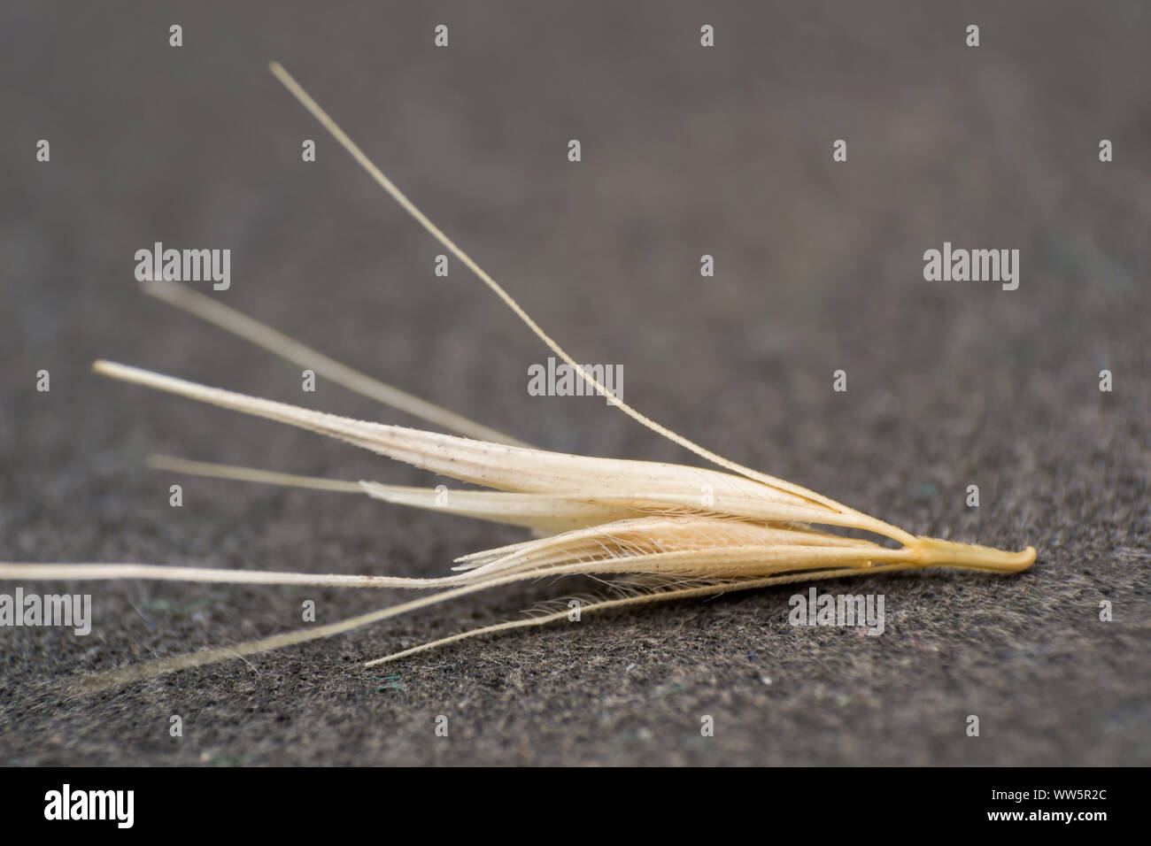 Dog grass seed paw hires stock photography and images Alamy