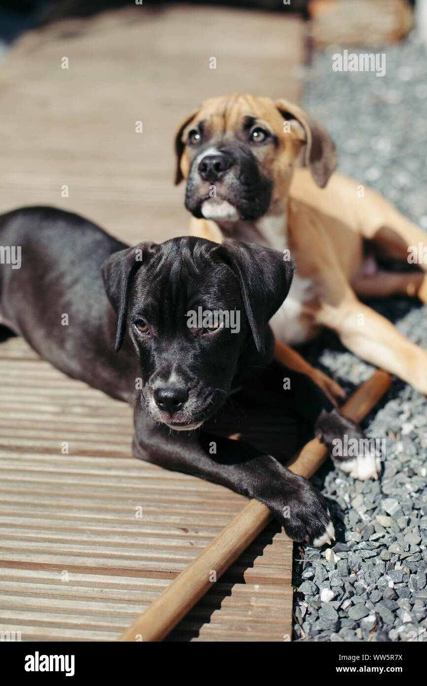 Young boxer dogs in the garden, Stock Photo