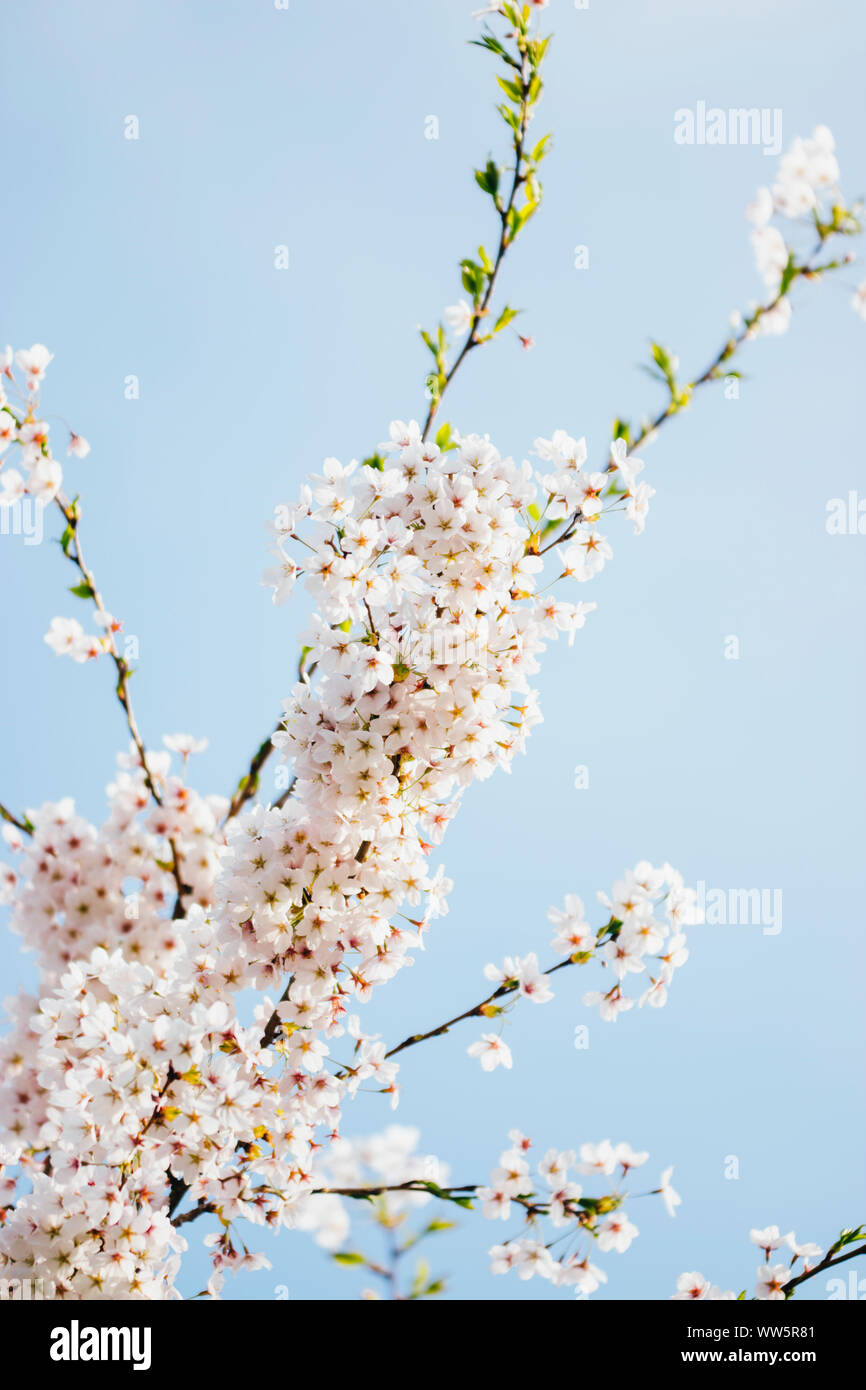 Fresh white cherry blossoms before blue sky, Stock Photo