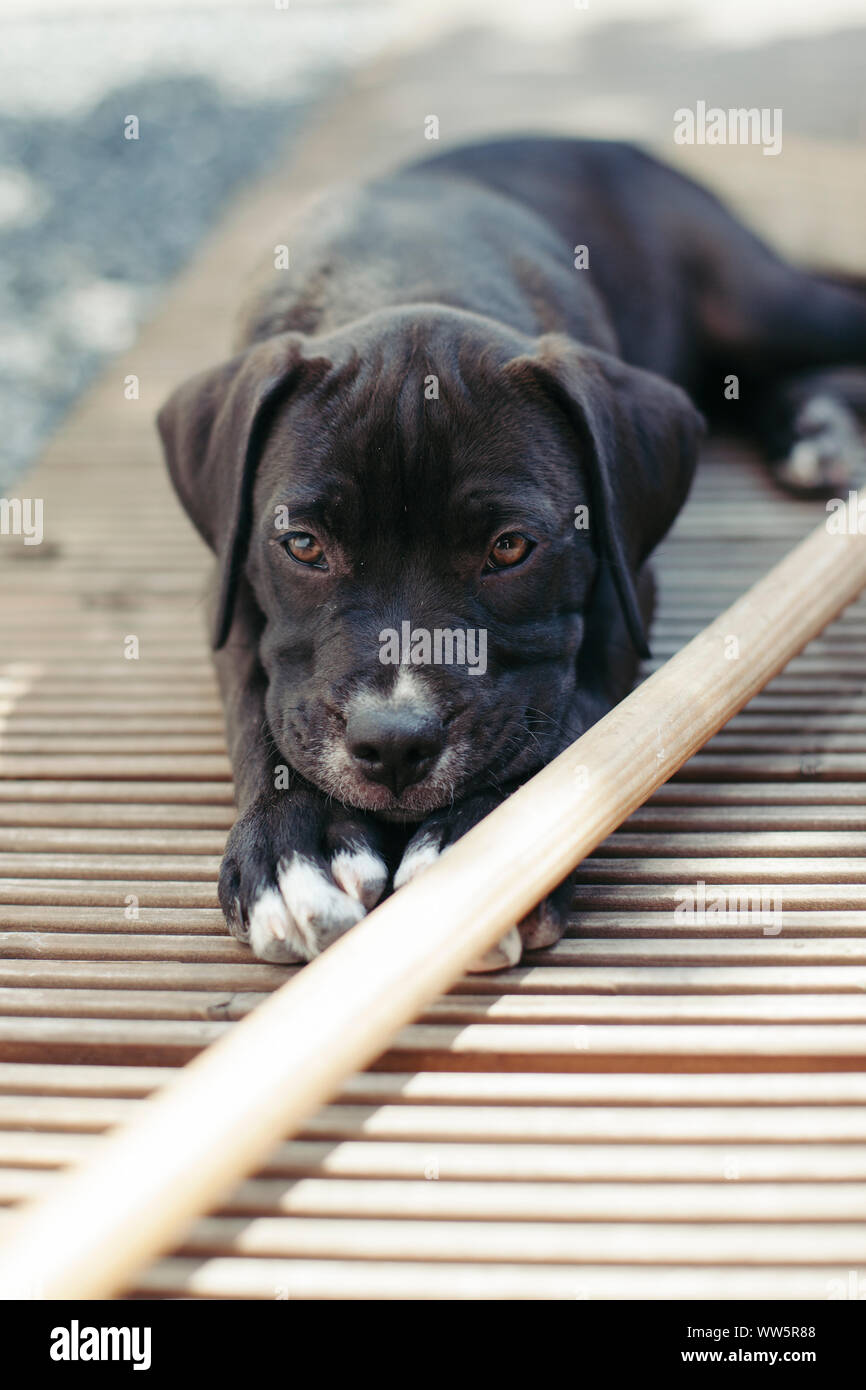 Young boxer dog in the garden, Stock Photo