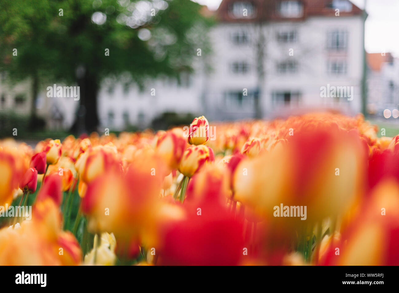 A tulip row in Bielefeld in spring, Stock Photo