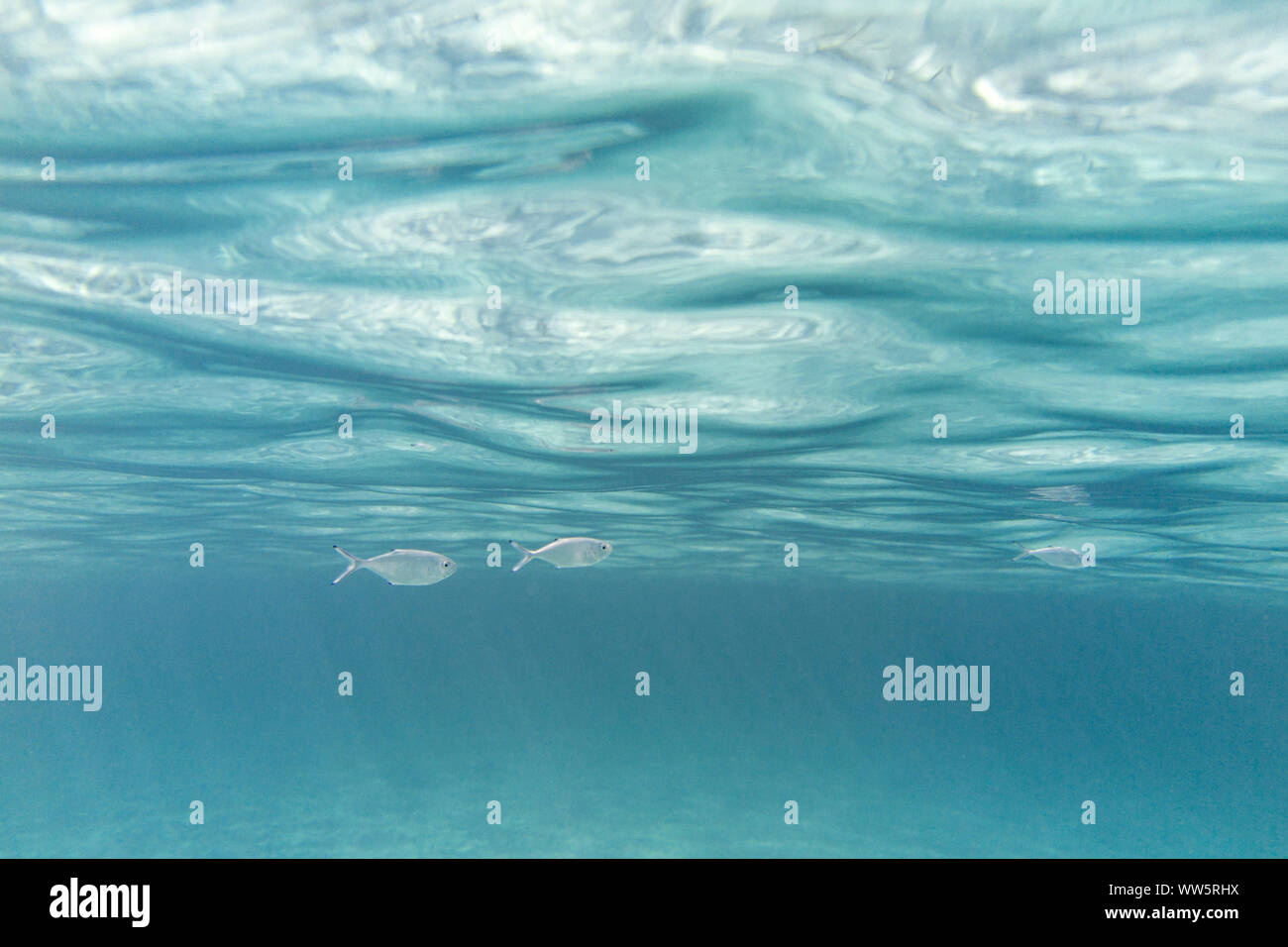 Underwater landscape around the Mediterranean island Formentera, Stock Photo