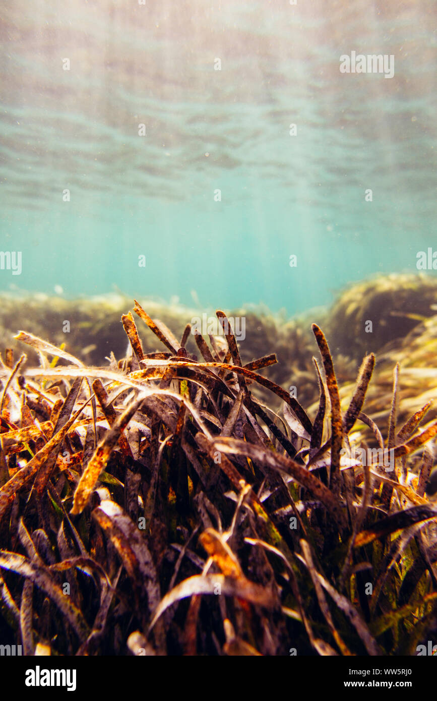 Underwater landscape around the Mediterranean island Formentera, Stock Photo